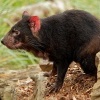 Dabel medvedovity - Sarcophilus harrisii - Tasmanian Devil o9574